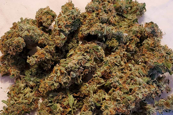 Гибрид Сативы и Индики Auto White Widow