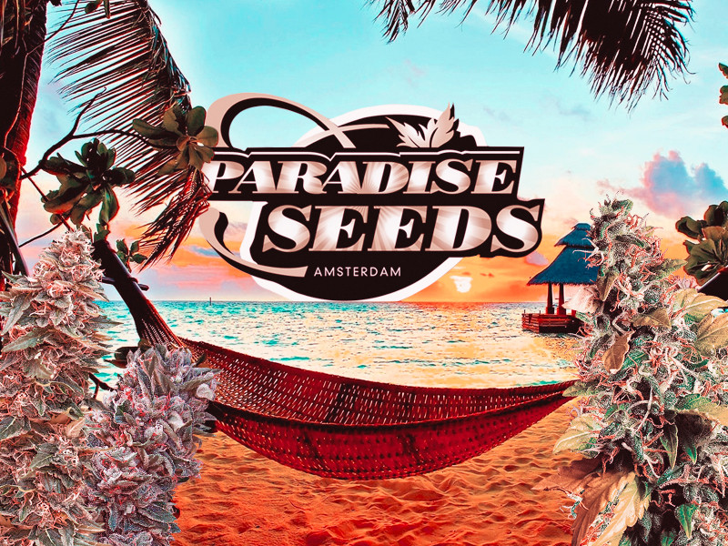 Paradise Seeds - Сидбанк семян конопли из Нидерландов